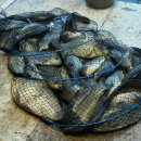 독정낚시터 이미지