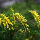 꽃망울피아노 앞 이미지