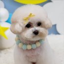 그루밍 애견미용 이미지