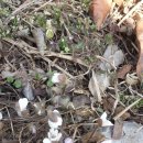 정자나무집모텔 이미지