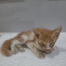 최종주동물병원 이미지