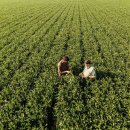 대두농장 이미지