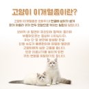 이개내고양이 이미지