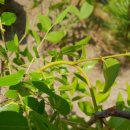 대추나무 이미지