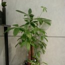 중앙꽃집 이미지