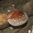 오니하우스 이미지