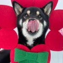 놀러오개 송파점 이미지