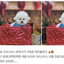 독트럴파크 | 전주 애견카페, 강아지 인생샷 남기는 독트럴파크 포토존