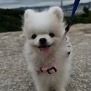 한승연 카카오 검색결과