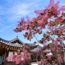 * 안개 나무(smoke tree) 이미지