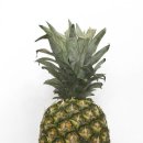 파파스라이어 이미지