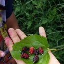 삼남매농장 이미지