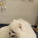 해피포우 이미지