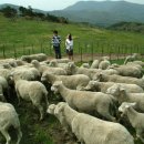 들꽃목장 이미지