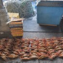 동해-단속-12 이미지