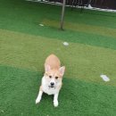 씽크독스쿨 이미지