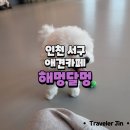 해멍달멍 | 인천 서구 당하동 실내 애견카페 : 해멍달멍 애견호텔&amp;애견놀이방&amp;애견카페 🐶