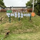반려동물놀이터 | 목포 부주산 반려동물 놀이터 후기🐶 강아지와 함께한 힐링 산책