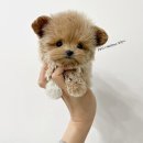 퍼피몽 | 퍼피몽애견샵 하이퀄리티 말티푸전문분양 // 루팡이