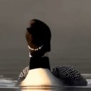 Common Loon 이미지