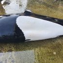 주문진항만 이미지