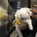 로미 펫 살롱 이미지