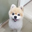 아름다운 동물병원 이미지