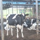 평촌목장 이미지