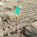 도리2천 이미지