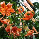 거제3동 현대아파트 앞 이미지