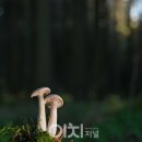 망정 이미지