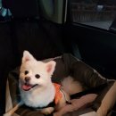 대전펫택시 네이버블로그