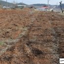 마룡농장 이미지