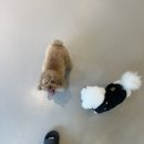 치우와겁쟁이들 | [플레이스디] 금천구 독산동 실내 애견카페 후기🐶