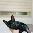 여시에서 입양한 고양이 레오와 크리 이야기. 이미지