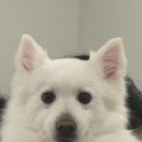 보람애견미용 | 반려견과 소통하며 미용을 진행하는 평택애견미용 두르밍 후기