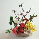 낙동강 유채단지 이미지