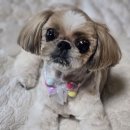 고단하다 멍~ 이미지