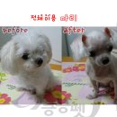 마리애견 이미지