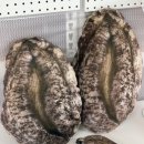 완도전복 이미지