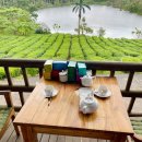 정국농장 | BTS가 말아준 모리셔스 여행 에피소드 | 부아셰리 티팩토리 차 시음 차밭, 블랙리버 협곡전망대