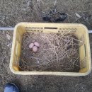 예성농장 이미지