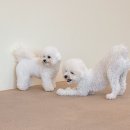 하이뭉치 유치원 이미지