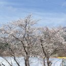 한국체대 봄 태권도장 이미지