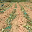 주빈농장 이미지