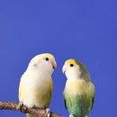 퍼리테일 이미지