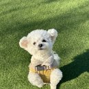 견인지역 애견운동장 유치원 김포점 | 친절한 전문 훈련사 선생님들이 봐주는 김포 애견유치원 <스플랜독>