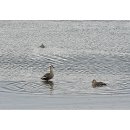 니캉내캉 이미지