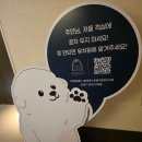 알라꿀 펫살롱 | 강릉 애견동반 세인트존스호텔 2박 3일 여행 트립닷컴 예약 내돈내산 펫룸 숙소 총정리