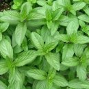 페퍼민트 이미지